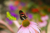 Close-up of butterfly resting on a pink blossom with a blurred flower garden in the background; Oregon, United States of America Poster Print by Craig Tuttle (17 x 11)
