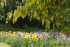 Colourful Iris flowers in bloom in a garden area in the Willamette Valley; Salem, Oregon, United States of America Poster Print by Craig Tuttle (17 x 11)