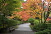 Autumn coloured foliage along a walkway in Portland Japanese Garden; Portland, Oregon, United States of America Poster Print by Craig Tuttle (17 x 11)