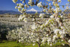 Blossoming apple trees in an orchard in the foreground with snow-covered Mount Hood in the distance against a blue sky; Oregon, United States of America Poster Print by Craig Tuttle (17 x 11)
