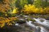 Autumn Colours Along Santiam River In Willamette National Forest; Oregon, United States of America Poster Print by Craig Tuttle (17 x 11)