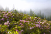 Rhododendron bushes and morning fog along Lolo Pass, Mount Hood in the Oregon Cascades; Oregon, United States of America Poster Print by Craig Tuttle (17 x 11)