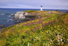 Yaquina Head Light and blossoming wildflowers along the Oregon coast; Oregon, United States of America Poster Print by Craig Tuttle (17 x 11)