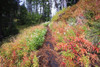 Autumn colours in Mount Hood National Forest; Oregon, United States of America Poster Print by Craig Tuttle (17 x 11)