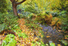 A gentle stream flowing through Crystal Springs Rhododendron Garden with autumn coloured foliage on the trees and fallen leaves floating in the water; Portland, Oregon, United States of America Poster Print by Craig Tuttle (17 x 11)
