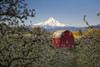 Blossoming apple trees in an orchard with a red barn in the foreground and snow-covered Mount Hood in the distance against a bright blue sky; Hood River, Oregon, United States of America Poster Print by Craig Tuttle (17 x 11)