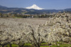 Apple tree orchard and the peak of a snow-covered Mount Hood in the distance against a clear, blue sky in the Columbia River Gorge of the Pacific Northwest; Oregon, United States of America Poster Print by Craig Tuttle (17 x 11)