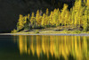 Glowing larch trees reflecting along a alpine lake shoreline with a dark cliff face in the background, Banff National Park; Banff, Alberta, Canada Poster Print by Michael Interisano (19 x 12)