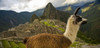 Llama (Lama glama) and reconstructed stone buildings on Machu Picchu; Peru Poster Print by Michael Melford (20 x 9)
