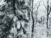 Forest scene is frosted with snow and moody lighting Poster Print by Amy D. White (19 x 14)
