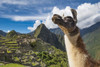 Llama (Lama glama) stands overlooking Machu Picchu; Peru Poster Print by Michael Melford (17 x 11)