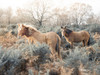 Horses in the wild by Assaf Frank - Item # VARPDXAF20201215840C02