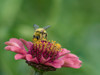 Usa-Washington State-Duvall. Honey bee on common zinnia. Poster Print - Images Merrill