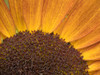 Usa-Washington State-Bellevue. Common sunflower close-up Poster Print - Images Merrill