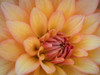 Usa-Washington State-Duvall. Orange Garden dahlia close-up Poster Print - Images Merrill