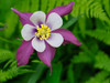 Usa-Washington State. Purple-white and yellow columbine flower in garden Poster Print - Images Merrill