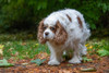 Issaquah- Washington State- USA. Sad-looking- elderly Cavalier King Charles Spaniel Poster Print - Janet Horton