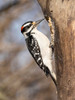 Hairy Woodpecker- Pennsylvania- USA Poster Print - Joe and McDonald Hairy Woodpecker- Pennsylvania- USA Poster Print - Joe and McDonald