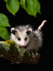 Virginia Opossum- Pennsylvania- USA. Poster Print - Joe and McDonald Virginia Opossum- Pennsylvania- USA. Poster Print - Joe and McDonald