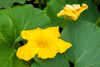 Issaquah- Washington State- USA. Blossom on a summer squash plant. Poster Print - Janet Horton