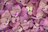 Issaquah- Washington State- USA. Red Orach or Purple Mountain Spinach plants Poster Print - Janet Horton