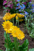 Issaquah- Washington State- USA. Garvinea Sweet Smile Gerber Daisies