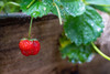 Issaquah- Washington State- USA. Ripe strawberry- with raindrops- ready to harvest. Poster Print - Janet Horton