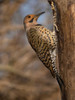 Northern Flicker- Pennsylvania- USA Poster Print - Joe and McDonald