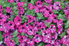 USA- Oregon. Cannon Beach planting of petunias Poster Print - Darrell Gulin