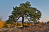 USA- Washington State- Winthrop- Sun Mountain and lone pine tree Poster Print - Darrell Gulin
