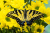 USA- Washington State- Sammamish. Eastern tiger swallowtail butterfly Poster Print - Darrell Gulin