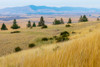 USA- Washington State- Whitman County- Palouse. Fields of wheat near Farmington. Poster Print - Emily M. Wilson