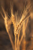 USA- Washington State- Whitman County- Palouse. Wheat. Poster Print - Emily M. Wilson
