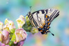 USA- Washington State- Sammamish. Eastern tiger swallowtail butterfly on Snapdragon Poster Print - Darrell Gulin