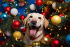 Happy Christmas Dog 4 Poster Print - Ray Heere