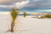 USA- New Mexico- White Sands National Monument. Sand dunes and yucca cacti. Poster Print - Gallery Jaynes