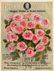 dingee_pinkroses Poster Print - Apple Collection Vintage