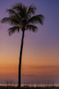 Palm tree silhouetted against the sunrise on Sanibel Island-Florida-USA Poster Print - Chuck Haney