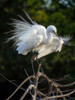 Great Egret- Florida- USA Poster Print - Joe and McDonald
