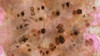 Sugared and Bronzed-3L Poster Print - Melissa Renee