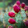 Prickly Pear Cactus Poster Print - Tina Lavoie