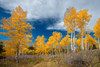 Aspens glow with fall color-Colorado-Walden-USA. Poster Print - Betty Sederquist