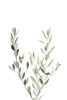 Botanical III Poster Print - and Seb Sisi