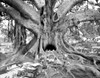 Tourist Trap Poster Print - Thomas Barbey