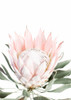 Blush Pink Protea Poster Print - and Seb Sisi