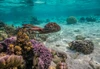 French Polynesia- Tahaa. Close-up of octopus moving. Poster Print - Gallery Jaynes