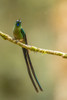 Ecuador-Guango. Long-tailed sylph hummingbird close-up. Poster Print - Gallery Jaynes