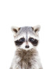 Baby Raccoon Poster Print - and Seb Sisi