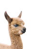 Baby Llama Poster Print - and Seb Sisi