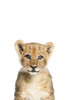 Baby Lion Poster Print - and Seb Sisi